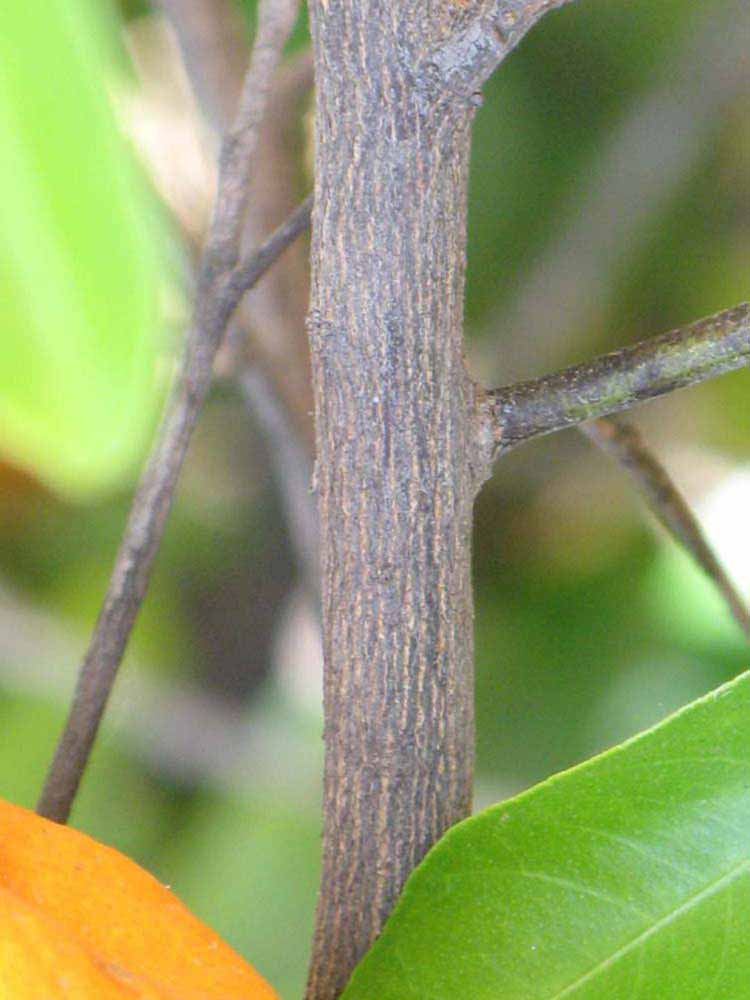              Second - third year twig (Riverside, CA)       